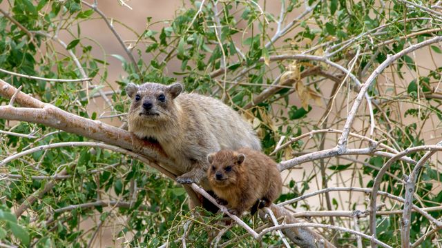 Vignette du programme télé Les réseaux sociaux des animaux