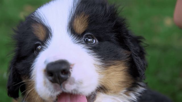 Vignette du programme télé Chiots & chatons, 3 mois pour devenir grand - Saison 1