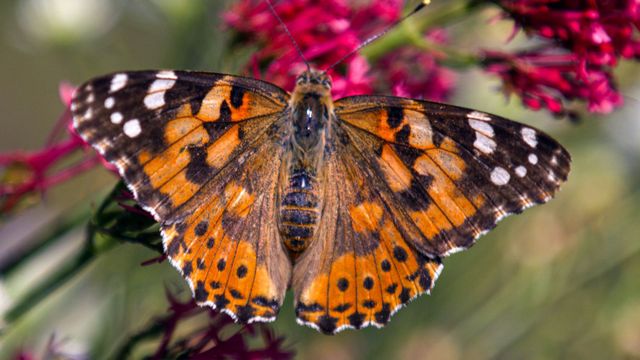 Vignette du programme télé Les papillons, ces super héros de la nature - Saison 1