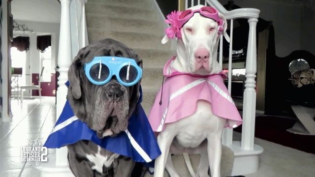 Vignette du programme télé Le grand bêtisier des animaux