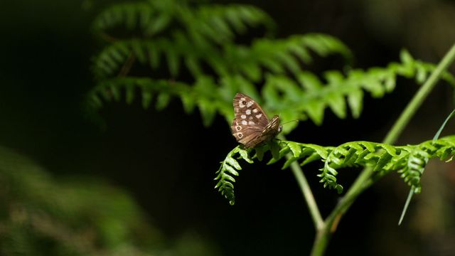 Vignette du programme télé Les papillons, ces super héros de la nature - Saison 1