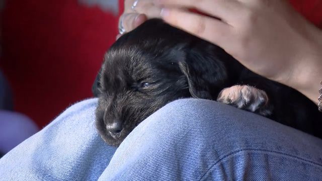 Vignette du programme télé Chiots & chatons, 3 mois pour devenir grand - Saison 1