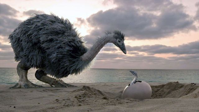 Vignette du programme télé Le mystère des oiseaux géants