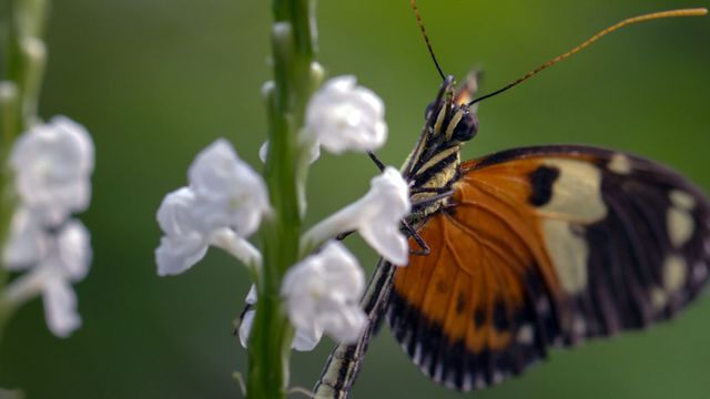Vignette du programme télé Les papillons, ces super héros de la nature - Saison 1