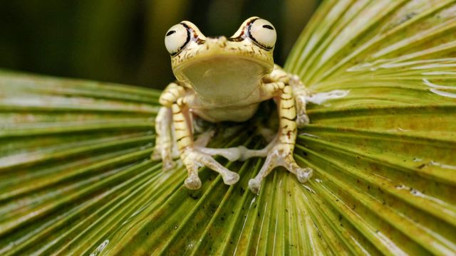 Vignette du programme télé Bonnes nouvelles de la planète