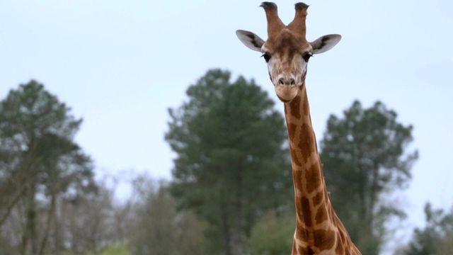 Vignette du programme télé Grands reportages