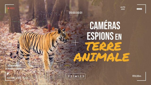 Vignette du programme télé Caméras espions en terre animale - Saison 2