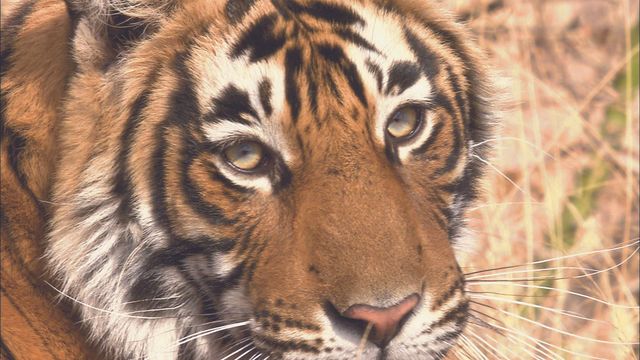 Vignette du programme télé Bonnes nouvelles de la planète