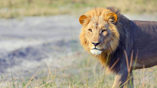 Vignette du programme télé Le Zoo de San Diego - Saison 1