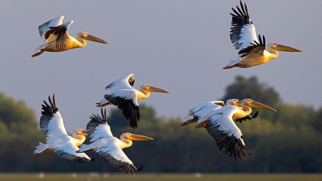Vignette du programme télé Le delta du Danube : Un paradis aux frontières de l'Europe