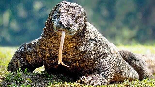 Vignette du programme télé La ligne Wallace - Saison 1