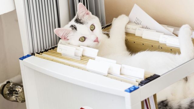 Vignette du programme télé Les 100 vidéos qui ont fait rire le monde entier