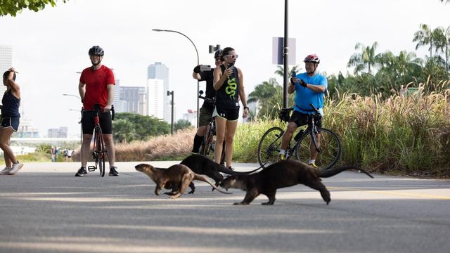 Vignette du programme télé Les loutres des quartiers chics ! - Saison 1
