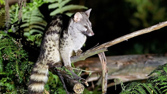Vignette du programme télé L'Espagne sauvage - Saison 1