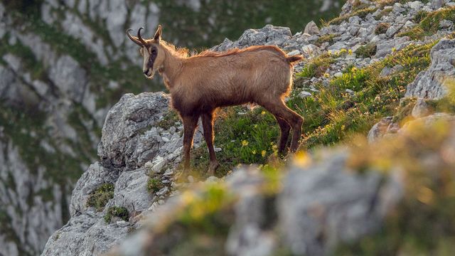 Vignette du programme télé Au coeur des Préalpes autrichiennes : Le massif Mort