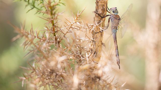 Vignette du programme télé Libellules, salamandres et vipères : Une cohabitation au fil de l'eau