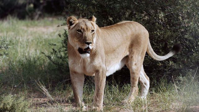 Vignette du programme télé Botswana : Vivre avec les lions