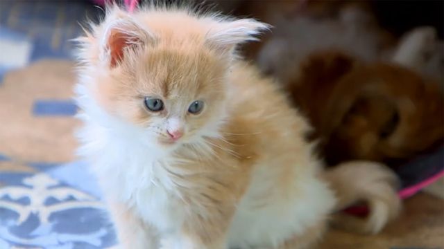 Vignette du programme télé Chiots & chatons, 3 mois pour devenir grand - Saison 1