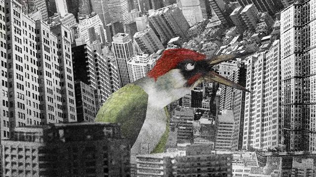 Vignette du programme télé Picus