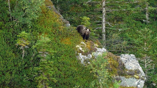 Vignette du programme télé Pyrénées - Vivre avec l'ours