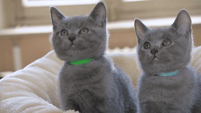 Vignette du programme télé Chiots & chatons, 3 mois pour devenir grand - Saison 1