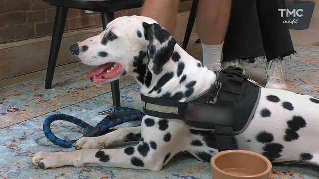 Vignette du programme télé La dog Académie - Saison 1