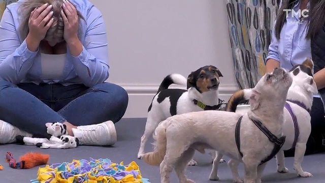 Vignette du programme télé La dog Académie - Saison 1