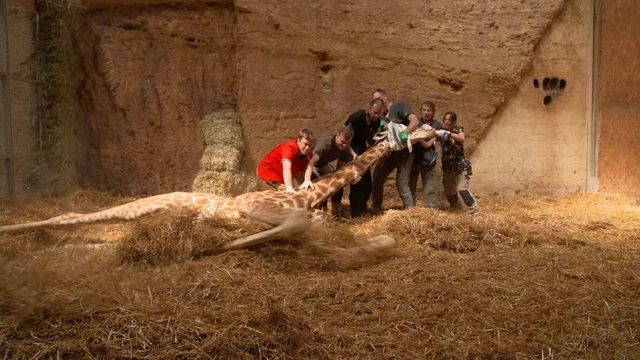 Vignette du programme télé Zoo : le défi de demain - Saison 2