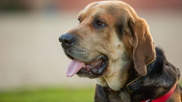 Vignette du programme télé La dog Académie - Saison 1