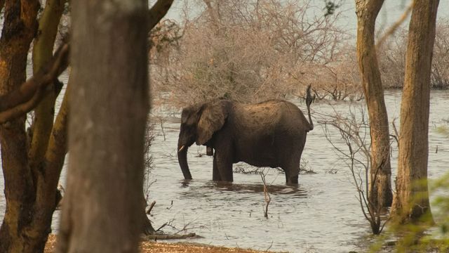 Vignette du programme télé Le lac Tanganyika, géant africain