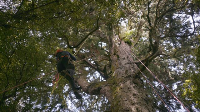 Vignette du programme télé Nouvelle-Zélande : La forêt des géants
