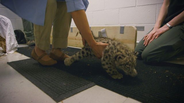 Vignette du programme télé Le Zoo de San Diego - Saison 2