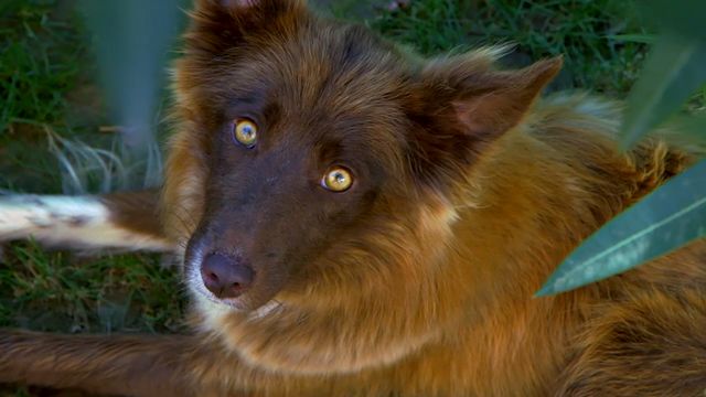 Vignette du programme télé Chiots & chatons, 3 mois pour devenir grand - Saison 1