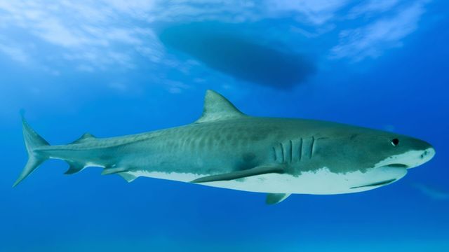 Vignette du programme télé Thalassa, aventures extrêmes - Saison 2