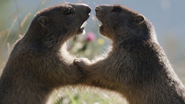 Vignette du programme télé Amours printanières : Séduction et reproduction chez les animaux