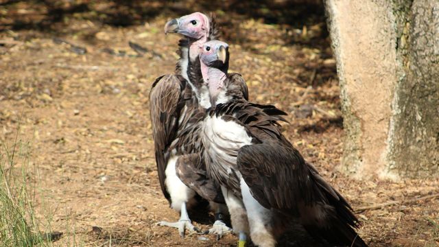 Vignette du programme télé Le Zoo de San Diego - Saison 2