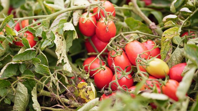 Vignette du programme télé On va déguster