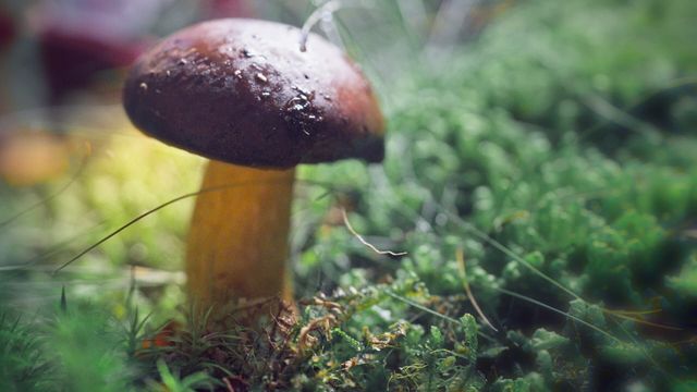 Vignette du programme télé Le monde extraordinaire des champignons