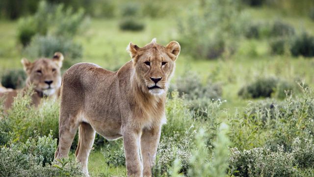 Vignette du programme télé Corridors sauvages - Saison 1