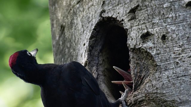 Vignette du programme télé Dr Pic Noir : urgences des bois