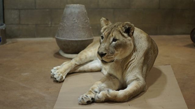 Vignette du programme télé Le Zoo de San Diego - Saison 2