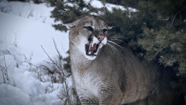 Vignette du programme télé Seuls face à l'Alaska - Saison 7