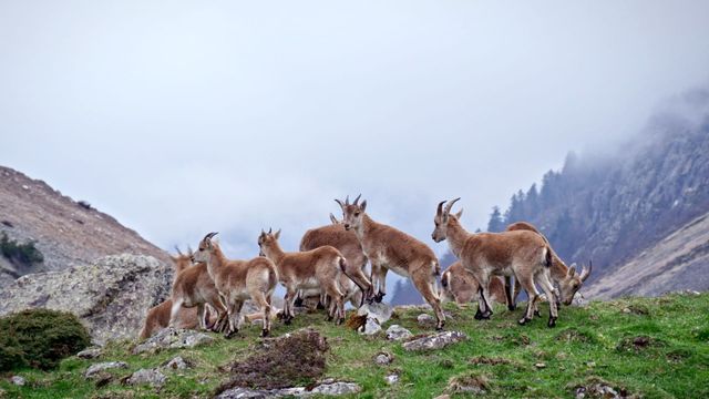 Vignette du programme télé Corridors sauvages - Saison 1