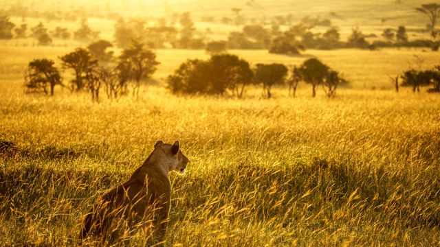 Vignette du programme télé Rivière Mara, quand les sabots se taisent : Le calme avant la tempête