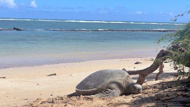 Vignette du programme télé L'archipel d'Hawaï - Saison 1
