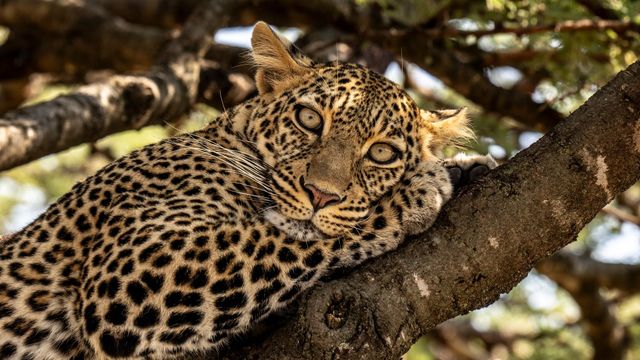 Vignette du programme télé Rivière Mara, quand les sabots se taisent : Le berceau de la savane