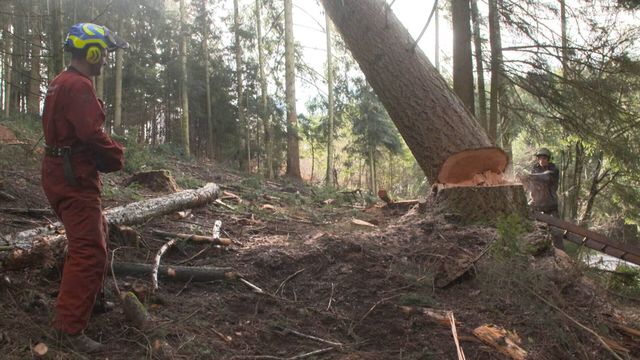 Vignette du programme télé Bûcheron : un métier à hauts risques - Saison 1