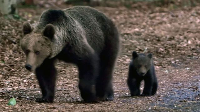 Vignette du programme télé Corridors sauvages - Saison 1