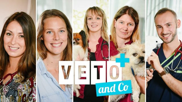 Vignette du programme télé Véto & Co - Saison 4