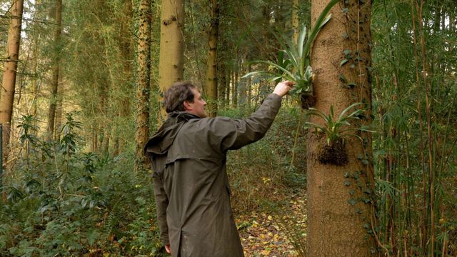 Vignette du programme télé La civilisation des arbres